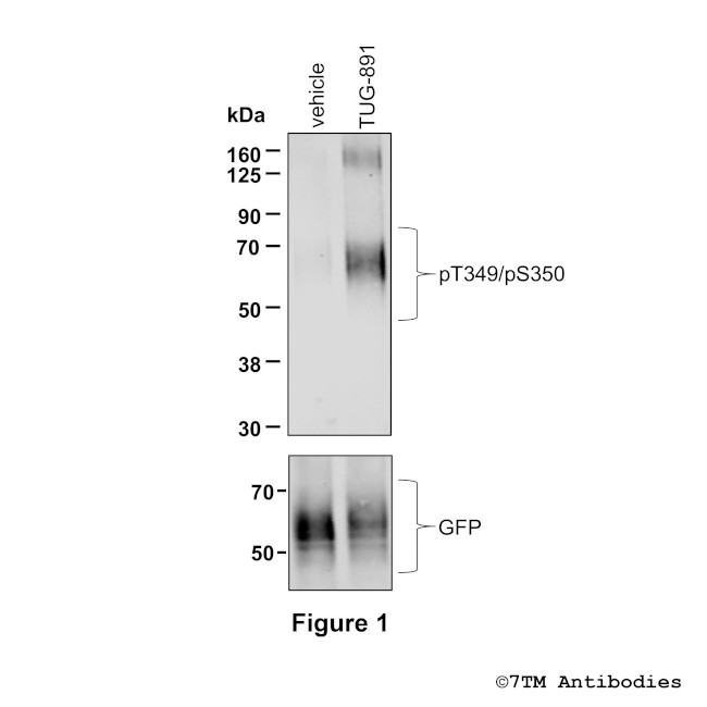 Phospho-FFA4 (Thr349, Ser350) Antibody in Western Blot (WB)