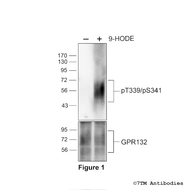 Phospho-GPR132 (Thr339, Ser341) Antibody in Western Blot (WB)