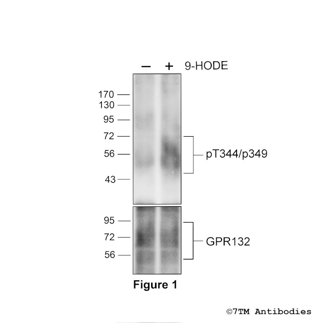 Phospho-GPR132 (Thr344, Ser349) Antibody in Western Blot (WB)
