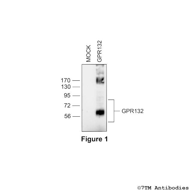 GPR132, G protein-coupled Receptor 132 Antibody in Western Blot (WB)