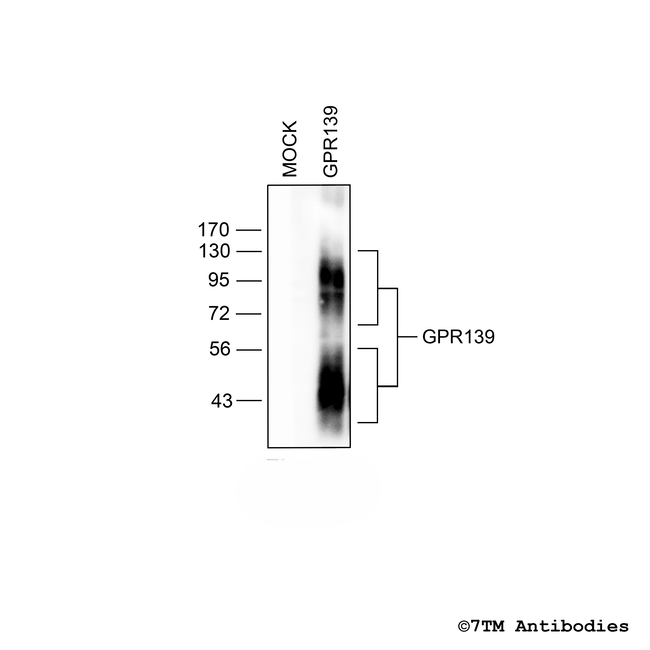 GPR139, G protein-coupled Receptor 139 Antibody in Western Blot (WB)