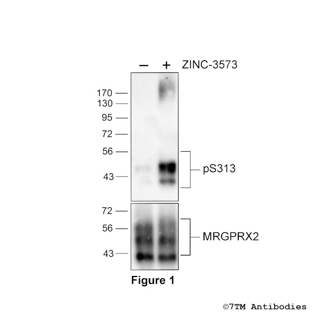 Phospho-MRGPRX2 Mas-related Receptor (Ser313) Antibody in Western Blot (WB)
