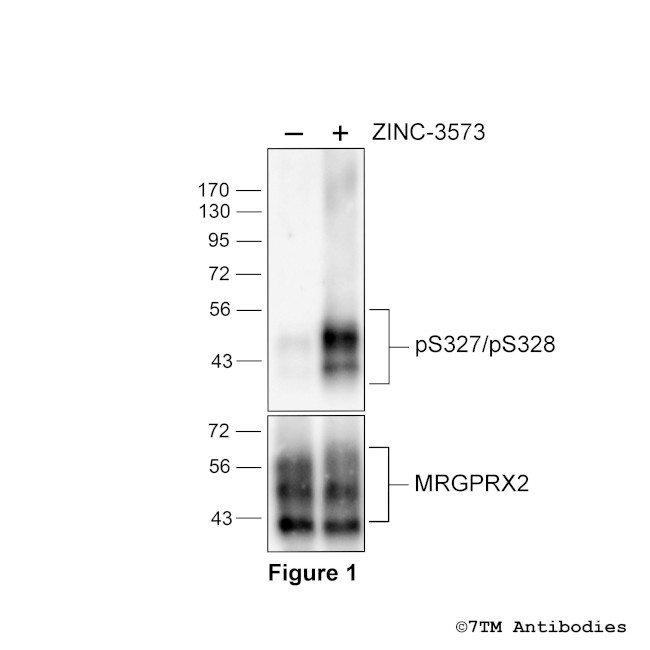 Phospho-MRGPRX2 Mas-related Receptor (Ser327, Ser328) Antibody in Western Blot (WB)