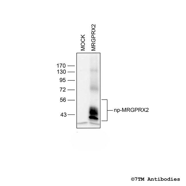 MRGPRX2, MRGPRX2 Mas-related Receptor Antibody in Western Blot (WB)