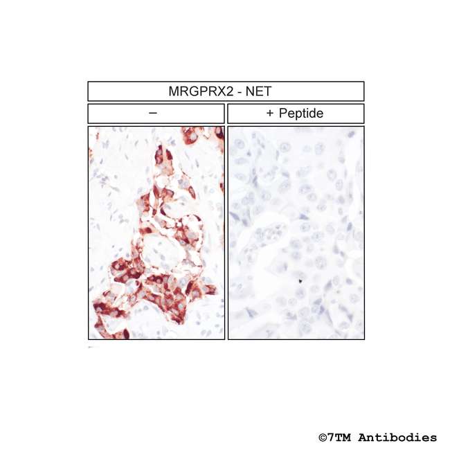 MRGPRX2, MRGPRX2 Mas-related Receptor Antibody in Immunohistochemistry (Paraffin) (IHC (P))
