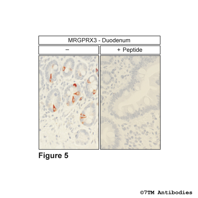 MRGPRX3, MRGPRX3 Mas-related Receptor Antibody in Immunohistochemistry (Paraffin) (IHC (P))