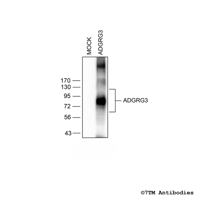 GPR97/ADGRG3, G protein-coupled Receptor 97/ADGRG3 Antibody in Western Blot (WB)