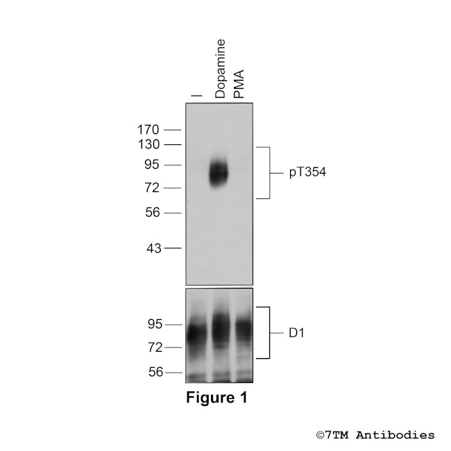 Phospho-Dopamine Receptor 1 (Thr354) Antibody in Western Blot (WB)