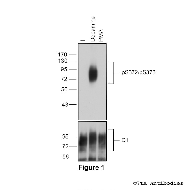 Phospho-Dopamine Receptor 1 (Ser372, Ser373) Antibody in Western Blot (WB)