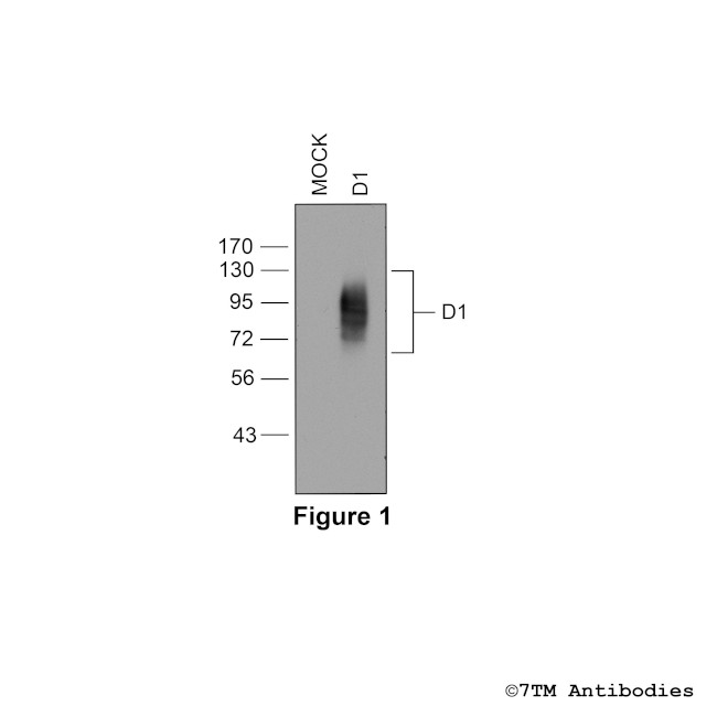 D1 (Dopamine Receptor 1) Antibody in Western Blot (WB)