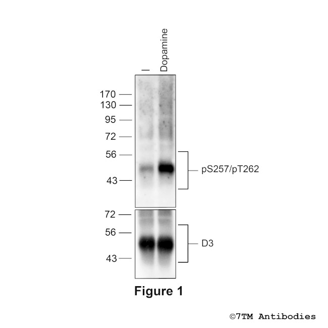 Phospho-Dopamine Receptor 3 (Ser257, Thr262) Antibody in Western Blot (WB)