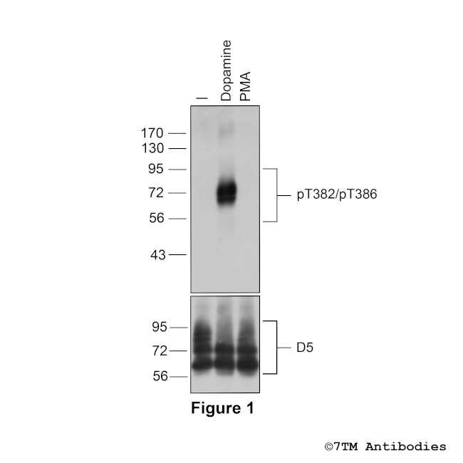Phospho-Dopamine Receptor 5 (Thr382, Thr386) Antibody in Western Blot (WB)