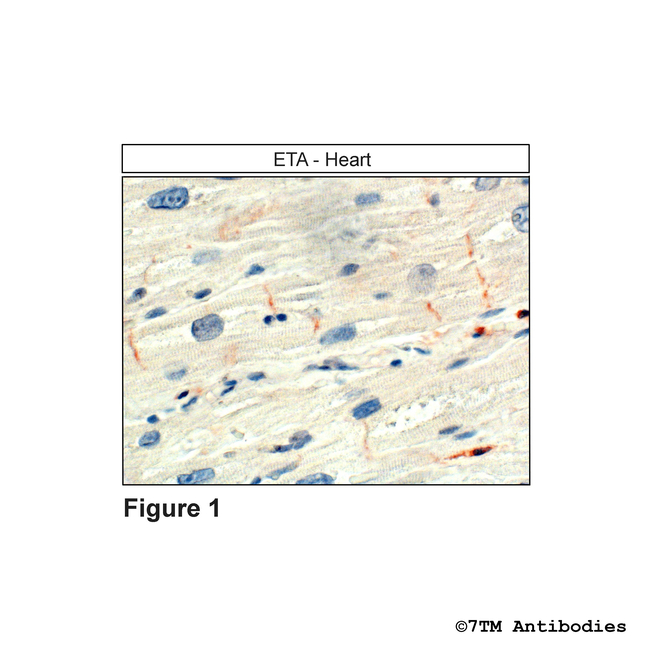 ETA, Endothelin Receptor A Antibody in Immunohistochemistry (Paraffin) (IHC (P))