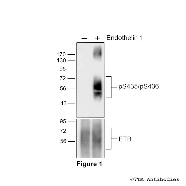 Phospho-Endothelin Receptor B (Ser435, Ser436) Antibody in Western Blot (WB)