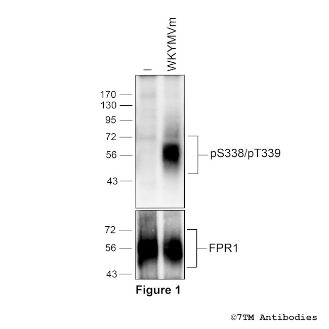 Phospho-Formylpeptide Receptor 1 (Ser338, Thr339) Antibody in Western Blot (WB)