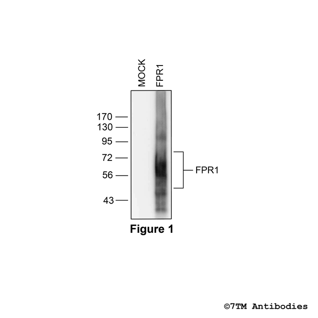FPR1, Formylpeptide Receptor 1 Antibody in Western Blot (WB)