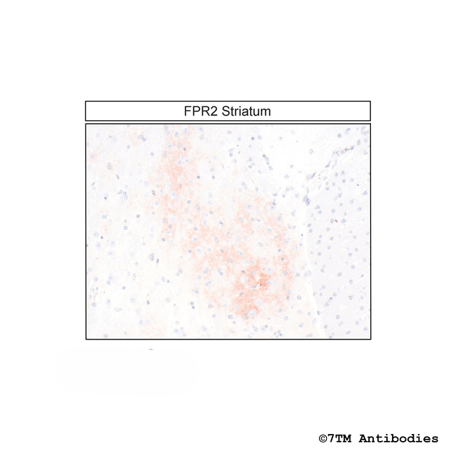 FPR2, Formylpeptide Receptor 2 Antibody in Immunohistochemistry (Paraffin) (IHC (P))