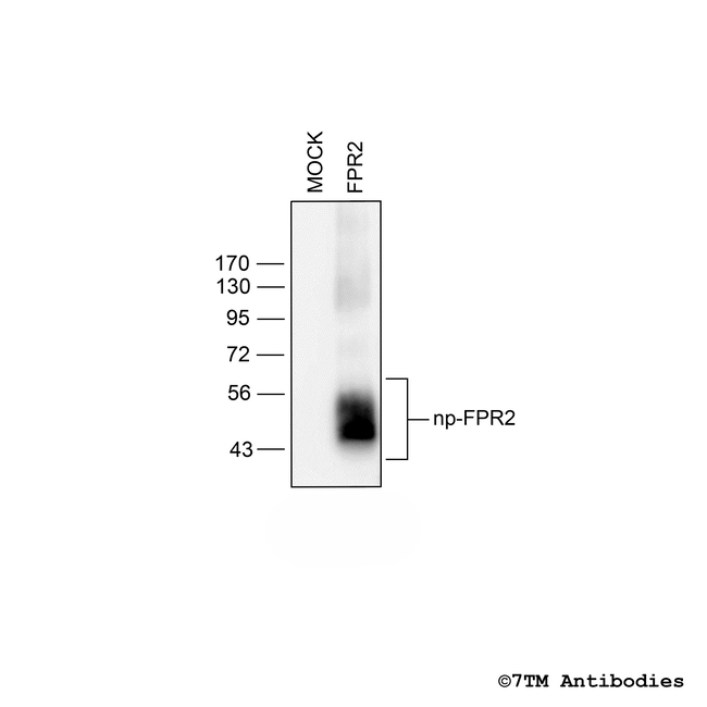 FPR2, Formylpeptide Receptor 2 Antibody in Western Blot (WB)