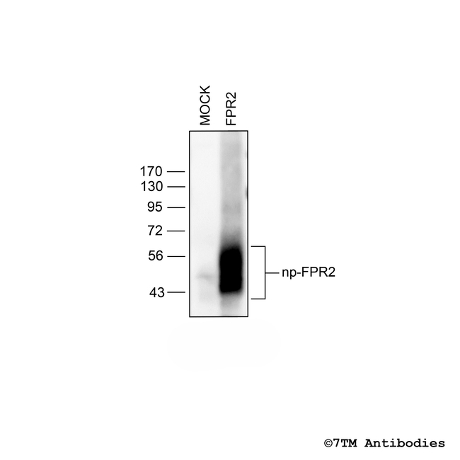 FPR2, Formylpeptide Receptor 2 Antibody in Western Blot (WB)