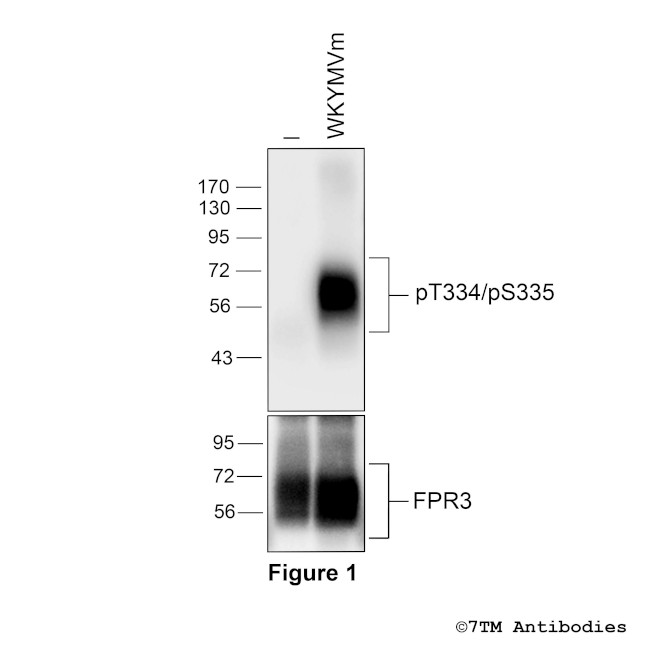 Phospho-Formylpeptide Receptor 3 (Thr334, Ser335) Antibody in Western Blot (WB)