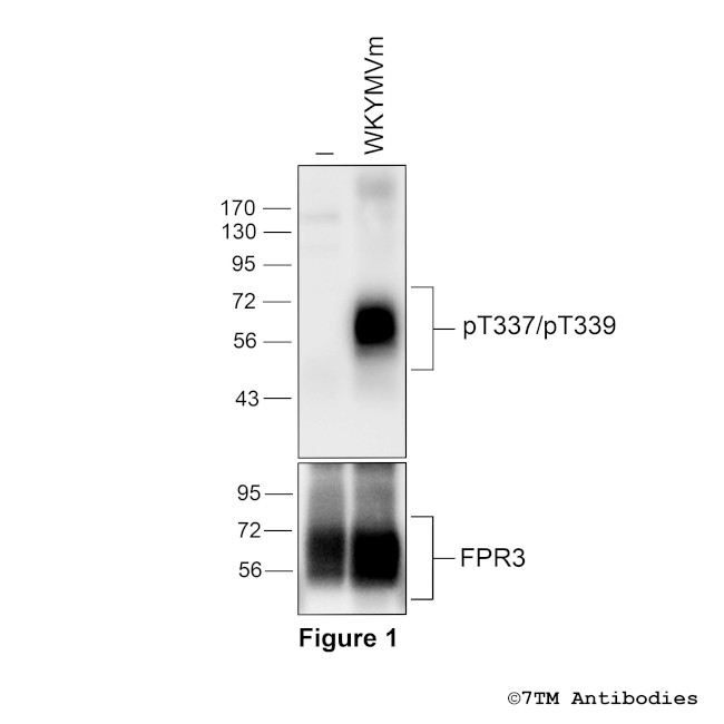 Phospho-Formylpeptide Receptor 3 (Thr337, Thr339) Antibody in Western Blot (WB)