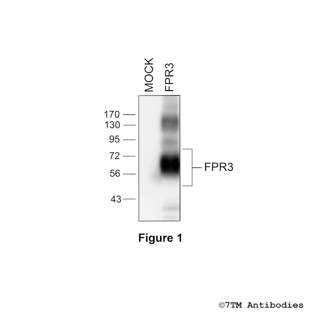 FPR3, Formylpeptide Receptor 3 Antibody in Western Blot (WB)