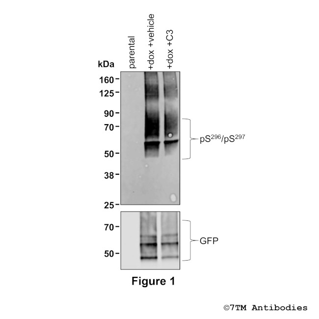 Phospho-FFA2 (Ser296, Ser297) Antibody in Western Blot (WB)