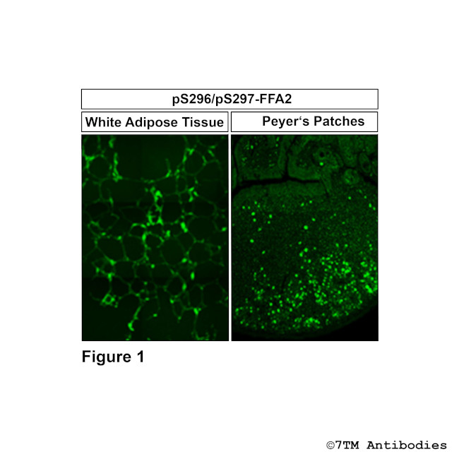 Phospho-FFA2 (Ser296, Ser297) Antibody in Immunohistochemistry (PFA fixed) (IHC (PFA))