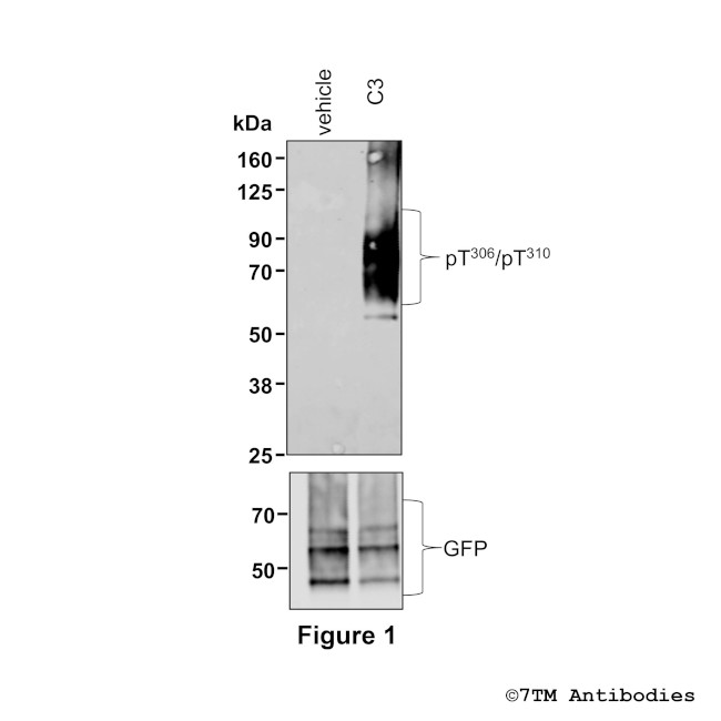 Phospho-FFA2 (Thr306, Thr310) Antibody in Western Blot (WB)