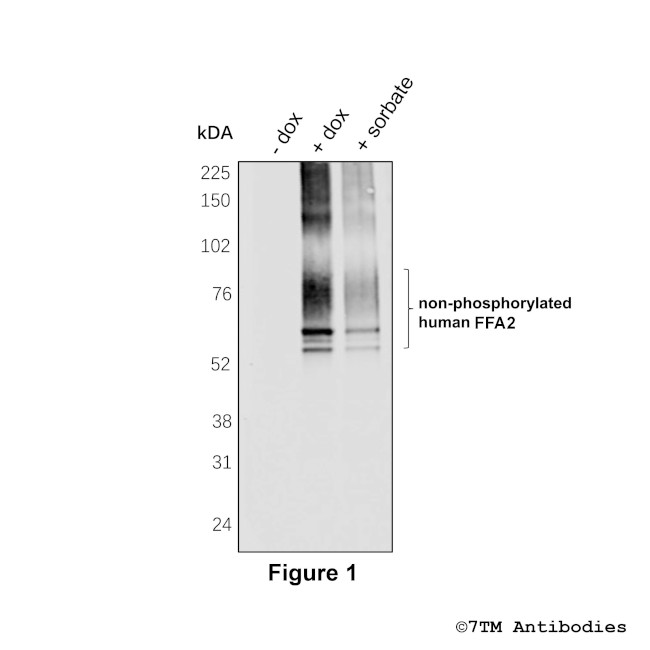 FFA2 Antibody in Western Blot (WB)