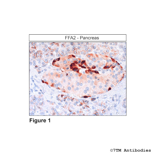 FFA2, FFA2 Receptor Antibody in Immunohistochemistry (Paraffin) (IHC (P))