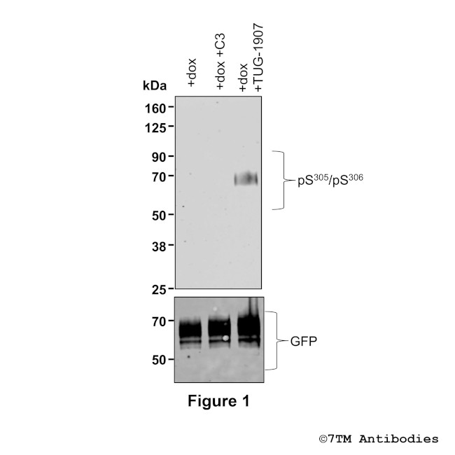 Phospho-FFA3 (Ser305, Ser306) Antibody in Western Blot (WB)