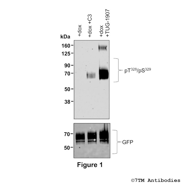 Phospho-FFA3 (Thr328, Ser329) Antibody in Western Blot (WB)