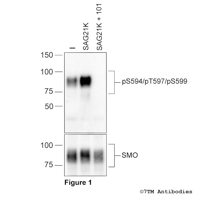 Phospho-SMO Receptor (Ser594, Thr597, Ser599) Antibody in Western Blot (WB)