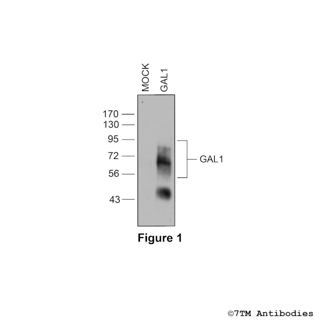 GAL1, Galanin Receptor 1 Antibody in Western Blot (WB)