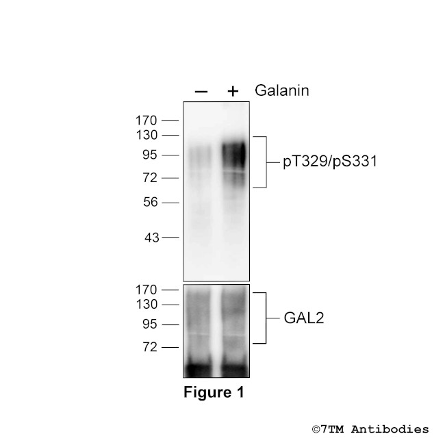 Phospho-Galanin Receptor 2 (Thr329, Ser331) Antibody in Western Blot (WB)