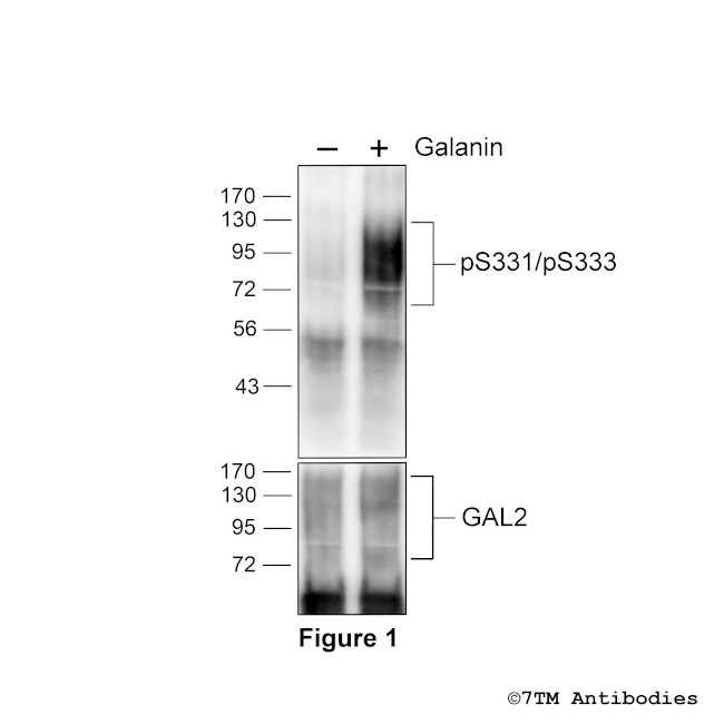 Phospho-Galanin Receptor 2 (Ser331, Ser333) Antibody in Western Blot (WB)