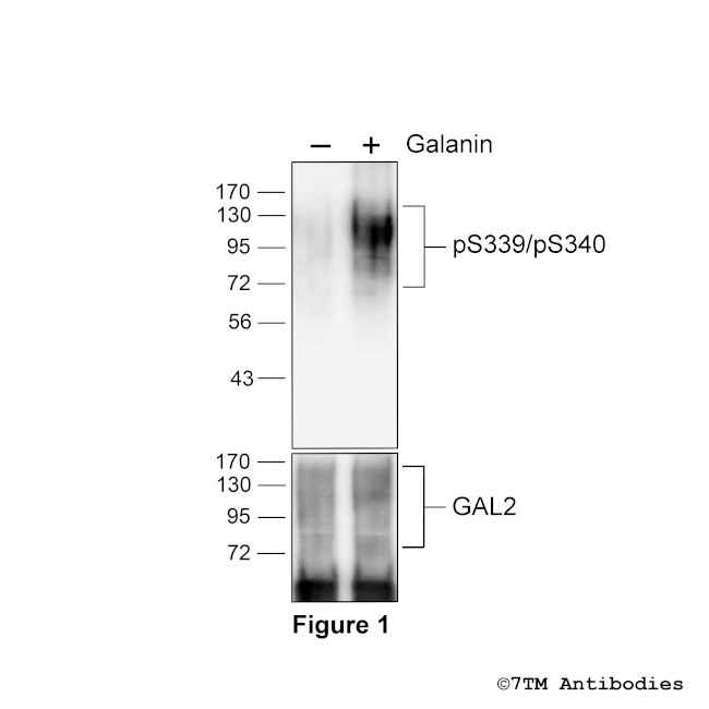 Phospho-Galanin Receptor 2 (Ser339, Ser340) Antibody in Western Blot (WB)