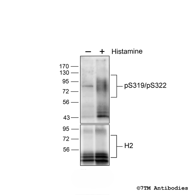 Phospho-H2 Histamine Receptor (Ser319, Ser322) Antibody in Western Blot (WB)