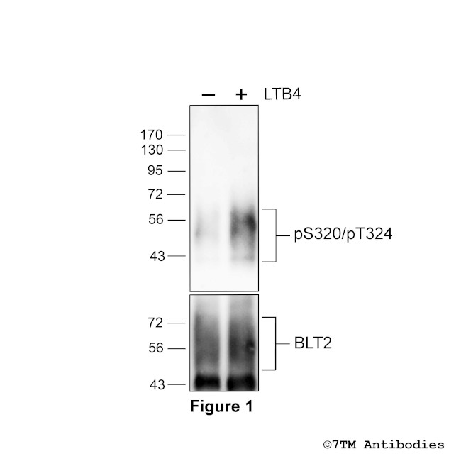 Phospho-Leukotriene Receptor BLT2 (Ser320, Thr324) Antibody in Western Blot (WB)