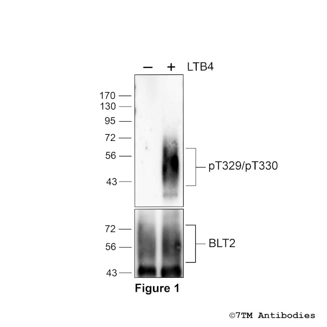 Phospho-Leukotriene Receptor BLT2 (Thr329, Thr330) Antibody in Western Blot (WB)