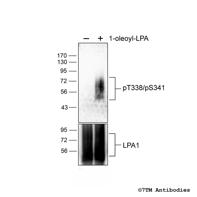 Phospho-Lysophosphatidic Acid Receptor 1 (Thr338, Ser341) Antibody in Western Blot (WB)