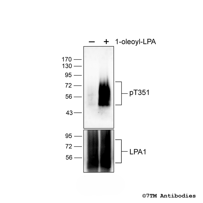 Phospho-Lysophosphatidic Acid Receptor 1 (Thr351) Antibody in Western Blot (WB)