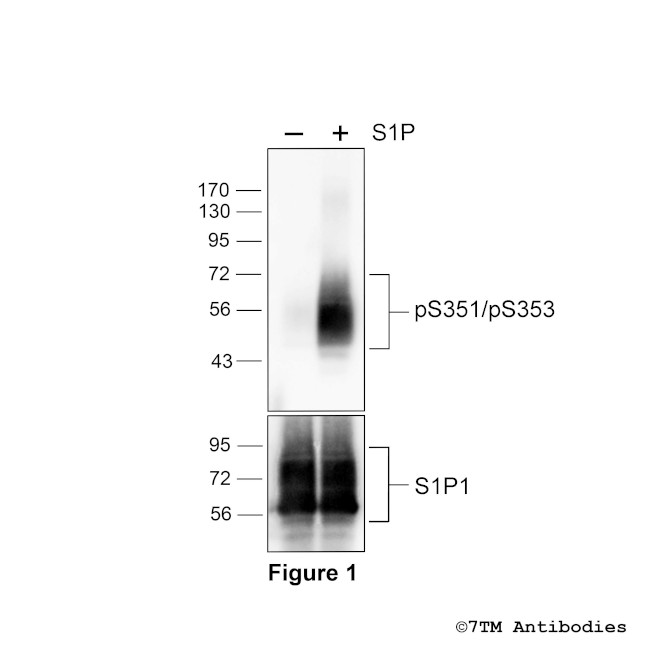 Phospho-Sphingosine 1-Phosphate Receptor 1 (Ser351, Ser353) Antibody in Western Blot (WB)