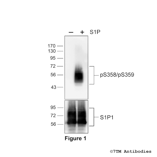 Phospho-Sphingosine 1-Phosphate Receptor 1 (Ser358, Ser359) Antibody in Western Blot (WB)
