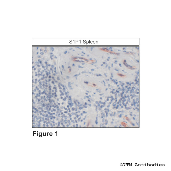 S1P1, Sphingosine 1-Phosphate Receptor 1 Antibody in Immunohistochemistry (Paraffin) (IHC (P))