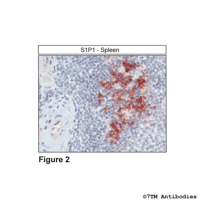 S1P1, Sphingosine 1-Phosphate Receptor 1 Antibody in Immunohistochemistry (Paraffin) (IHC (P))