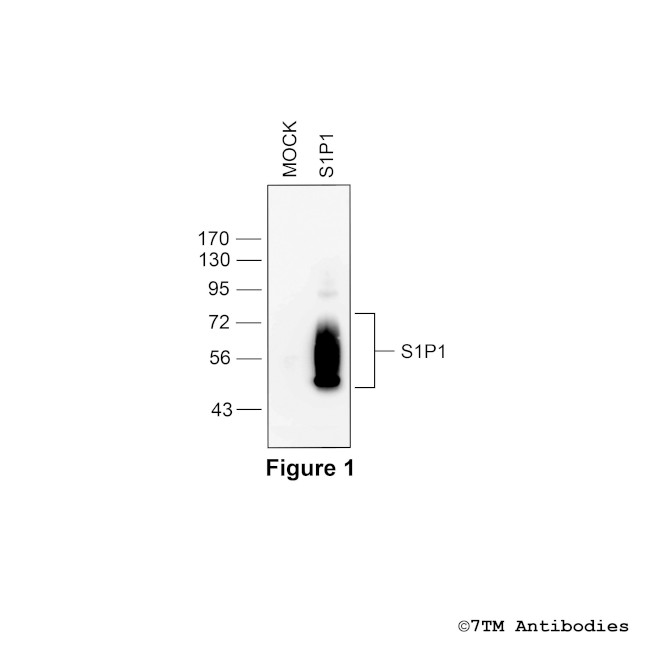 S1P1, Sphingosine 1-Phosphate Receptor 1 Antibody in Western Blot (WB)