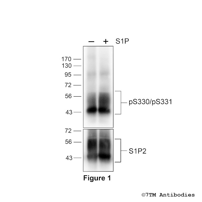 Phospho-Sphingosine 1-Phosphate Receptor 2 (Ser330, Ser331) Antibody in Western Blot (WB)