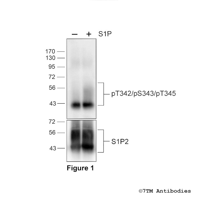 Phospho-Sphingosine 1-Phosphate Receptor 2 (Thr342, Ser343, Thr345) Antibody in Western Blot (WB)
